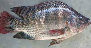 ایجاد شرایط خرید تضمینی ماهیان گرمابی درخوزستان