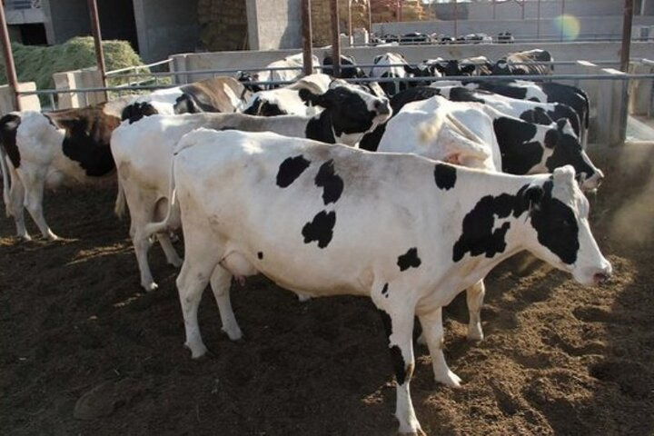 تولید روزانه ۱۰۰ تن شیر در شهرستان کازرون