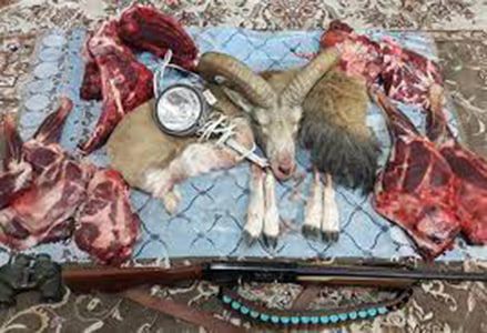 دستگیری عاملان شکار و فروش گوشت قوچ وحشی در تربت حیدریه