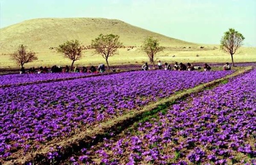 پیش بینی برداشت 1000کیلوگرم زعفران از مزارع کوهبنان