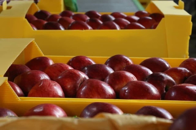 نخستین واحد سورتینگ و بسته بندی سیب در مهاباد راه اندازی شد