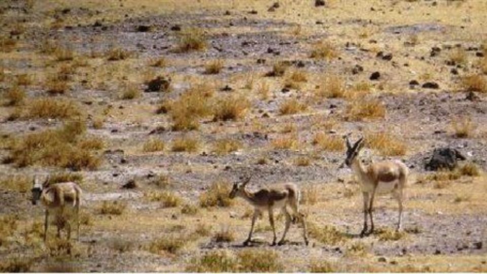 واکسیناسیون ۸۰ درصدِ دام‌های اهلی اصفهان در مقابله بیماری طاعون