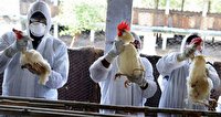 همه گیری آنفلوآنزای پرندگان «اچ ۵» در مرغداری‌های انگلیس