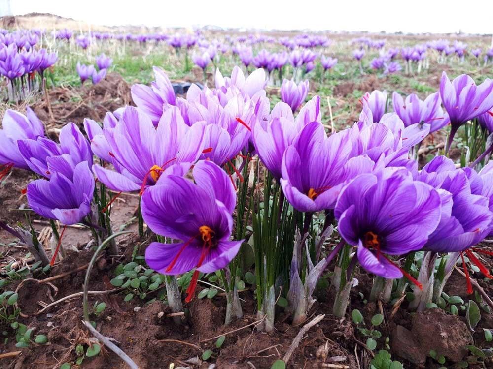 پیش بینی برداشت 135 کیلوگرم زعفران از مزارع آذربایجاغربی
