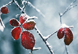 سرما و یخبندان پدیده غالب خراسان جنوبی