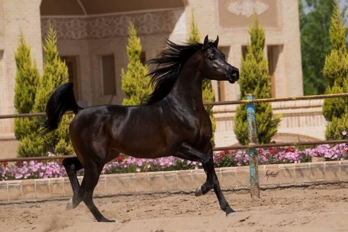 کار سخت داوران جهانی برای انتخاب زیباترین اسب‌های ایرانی