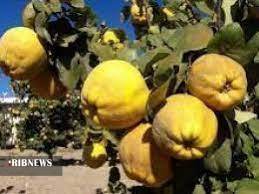 پیش بینی برداشت ۷۰۰ تن میوه به از باغات آذربایجان غربی