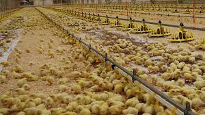 افزایش ۳۱ درصدی جوجه‌ریزی در واحد‌های پرورش مرغ  خراسان رضوی