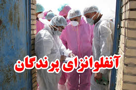 هشدارشیوع آنفلوآنزای فوق حاد پرندگان در کرمان