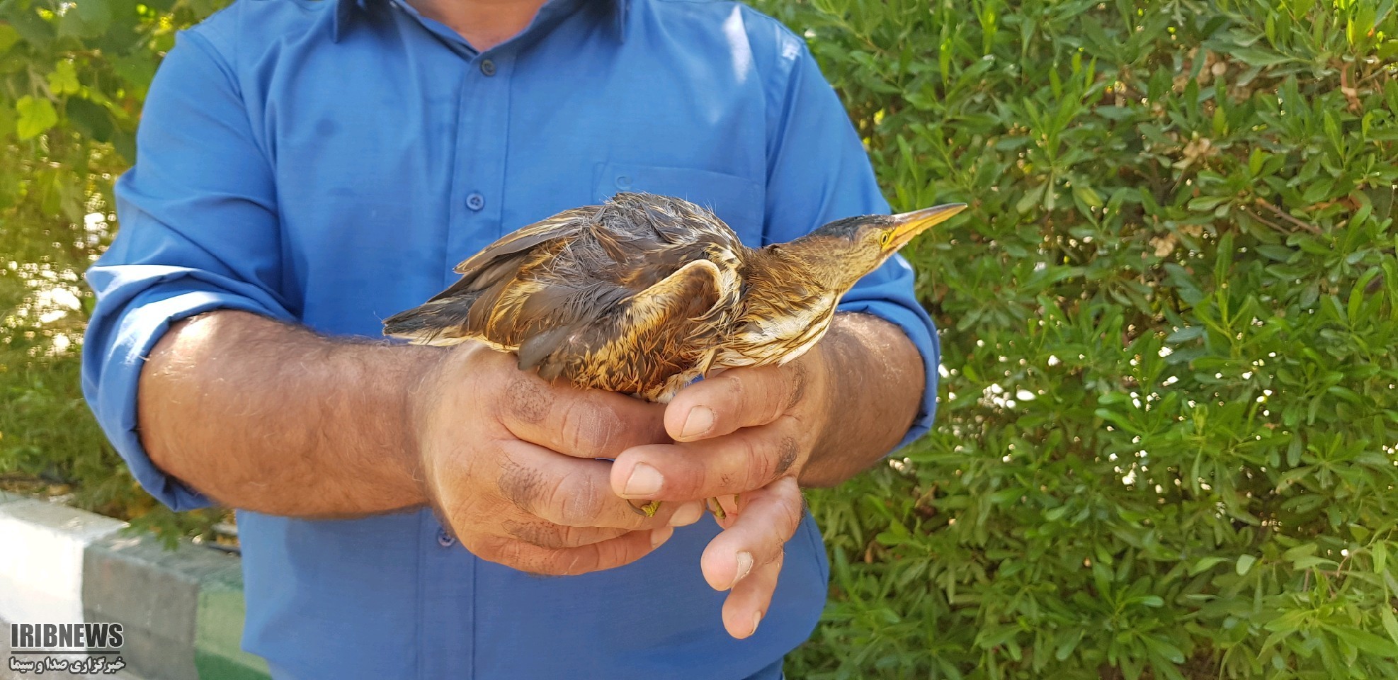 پرنده مصدوم به طبیعت برگشت