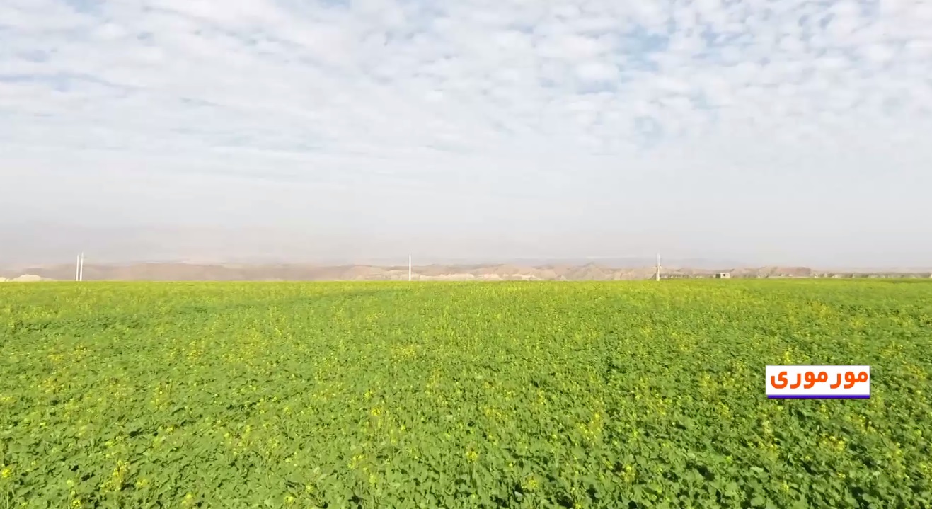 مورموری قطب کشاورزی شهرستان آبدانان