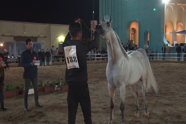 اختتامیه سی امین دوره مسابقات زیبایی اسب عرب