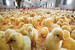 افزایش جوجه ریزی در اصفهان با تخم مرغ‌های نطفه دار وارداتی