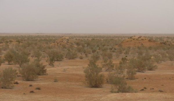 دستگیری عاملان قطع درختان تاغ در مه ولات