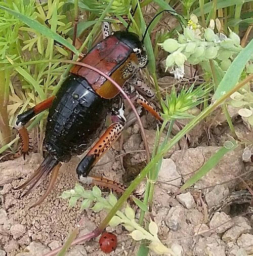 کنترل آفات با حشرات مفید در گلخانه‌های استان یزد