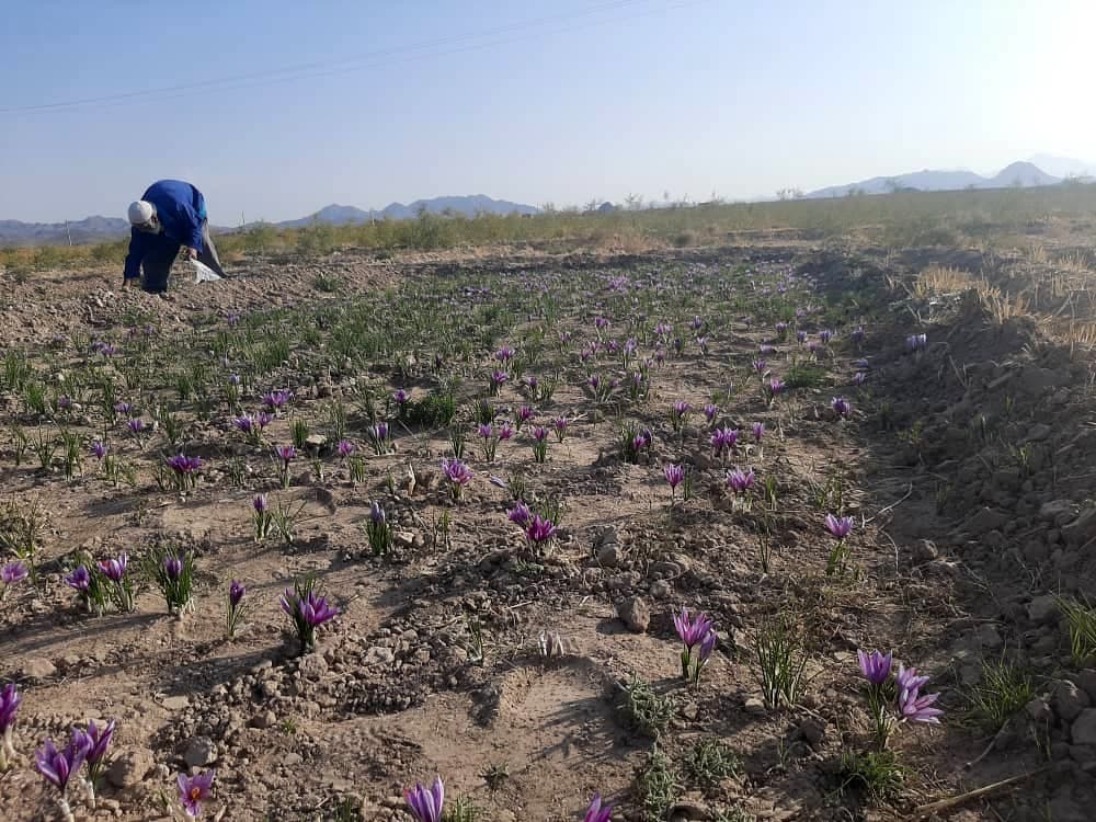 خروج ۵۰۰ هکتار از مزارع زعفران بردسکن از حالت گل دهی