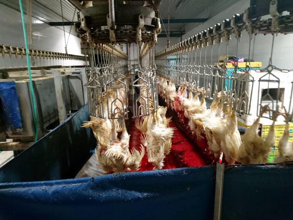 تخلف ۱۷ میلیارد تومانی سه کشتارگاه مرغ در استان کرمانشاه