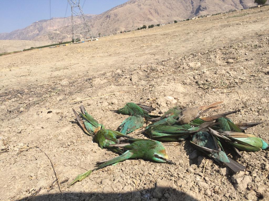 دستگیر ی عاملان کشتار پرنده زنبورخوار در شهرستان رستم