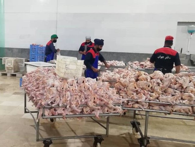 تولید گوشت مرغ در فریمان بیش از نیاز شهرستان