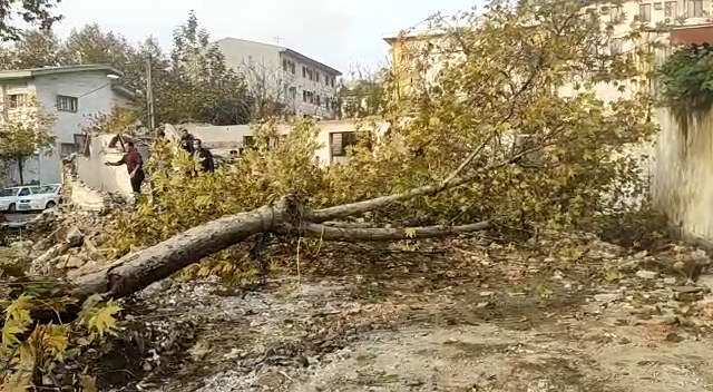 سقوط درخت پس از عملیات گود برداری در رشت