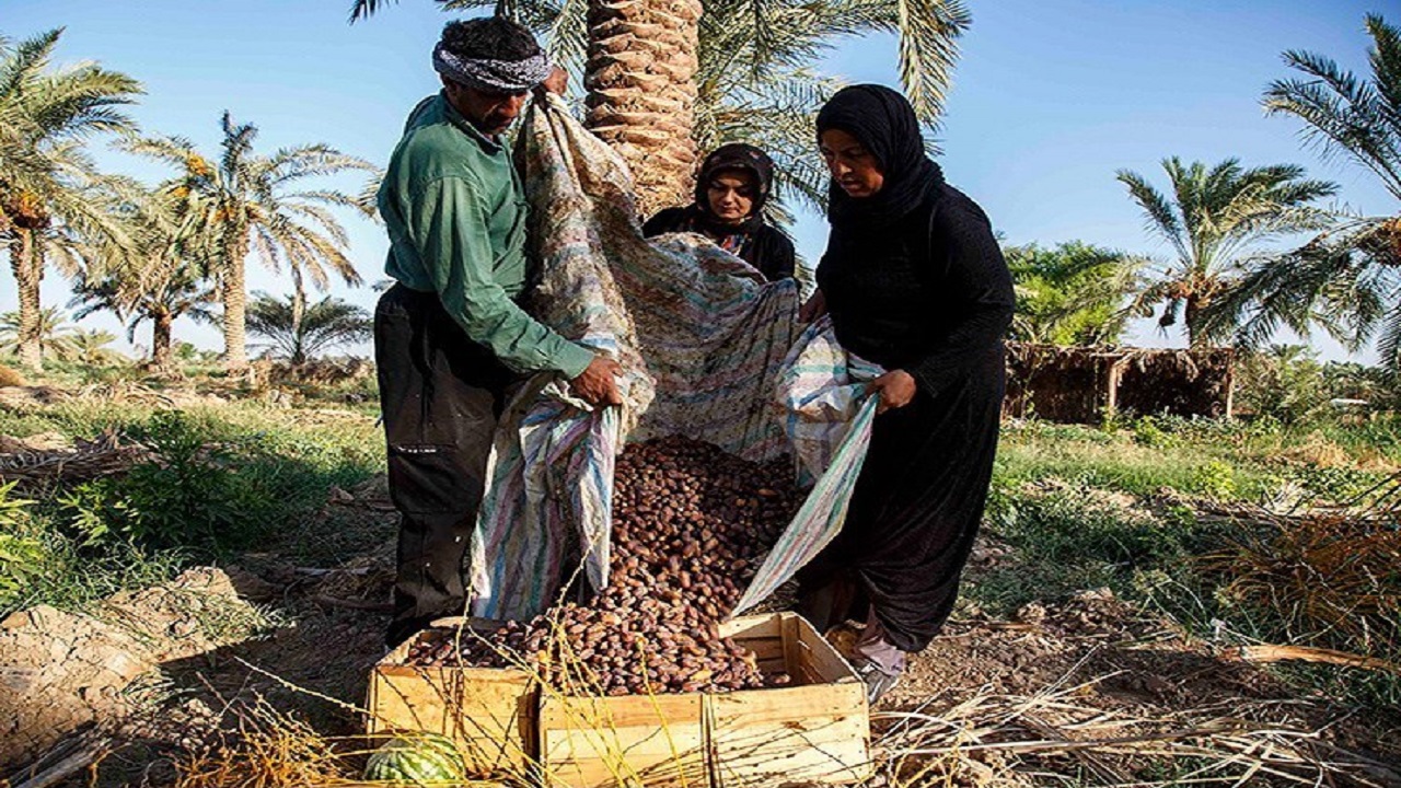 واریز ۸۰میلیارد ریال هزینه خرید خرما به حساب نخلداران خوزستانی