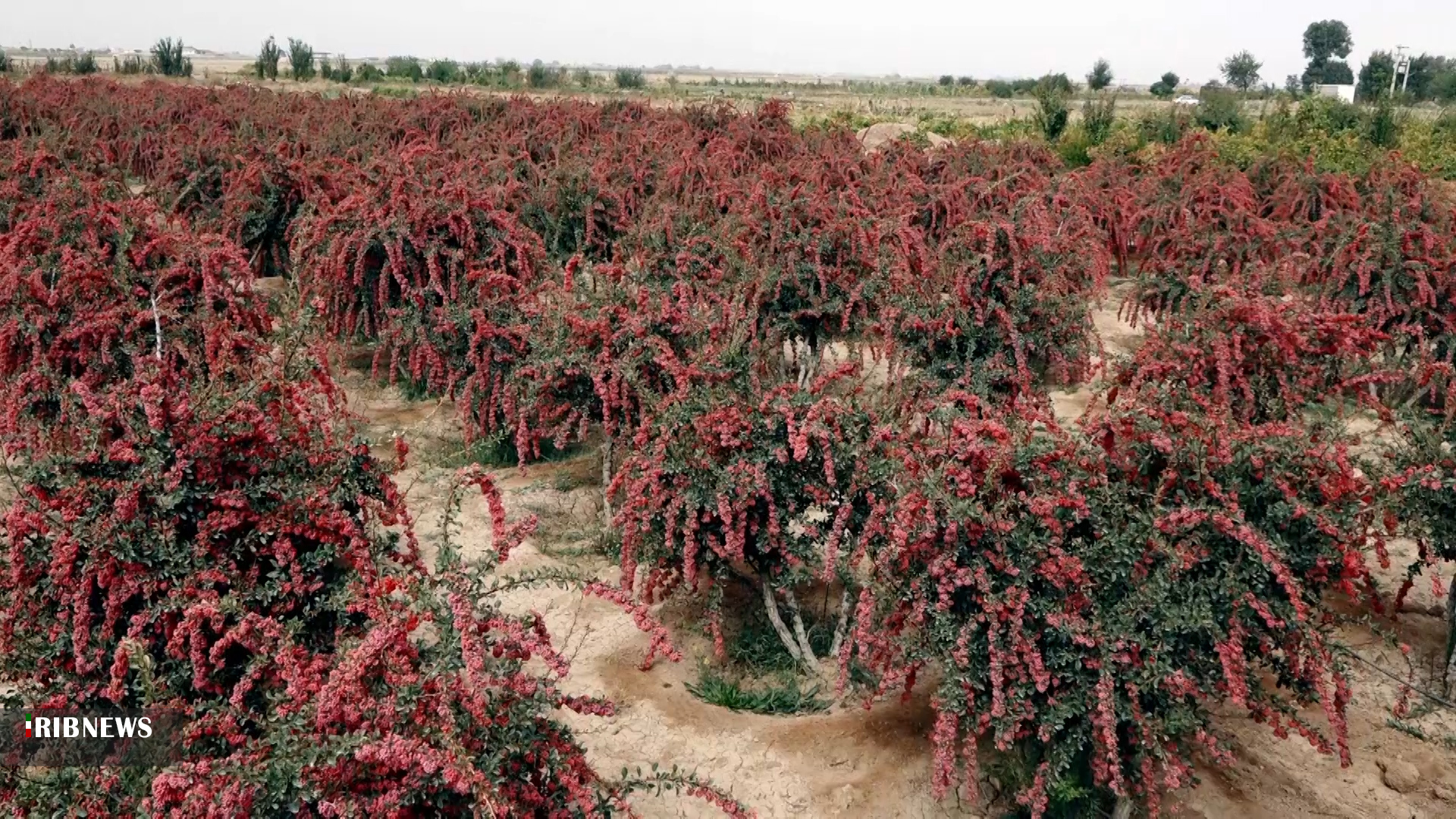 زرشک در بیضا به ثمر نشست