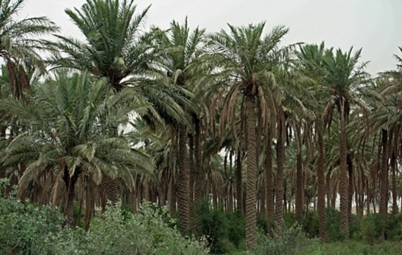 مبارزه با آفت سر خرطومی در نخلستان های فارس