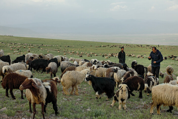 پرداخت ۲۸ میلیارد تومان تسهیلات تولید گوشت به عشایر فارس