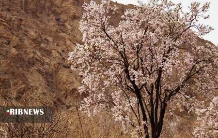 به گل نشستن درختان گازرخ در هرمزگان