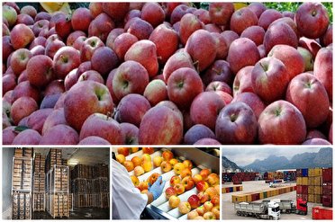 ذخیره ۸۰۰ هزار تن سیب صادراتی در سردخانه‌های آذربایجان‌غربی