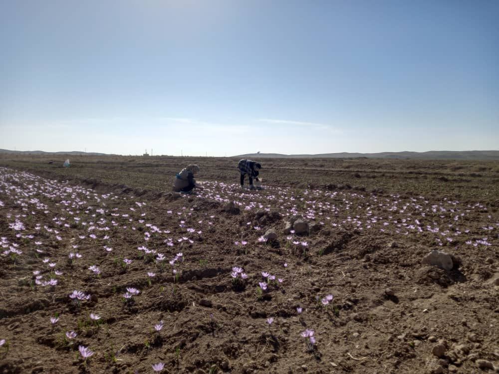 آغاز برداشت زعفران در شهرستان مه ولات