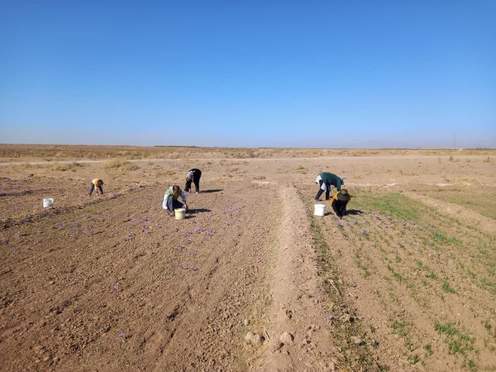 کاهش ۸۵ درصدی تولید زعفران در خواف