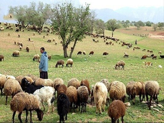 خرید تضمینی دام زنده عشایر در شهرستان اهر