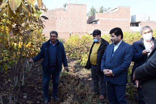 آذربایجان شرقی قطب تولید نهال شناسه دار در کشور