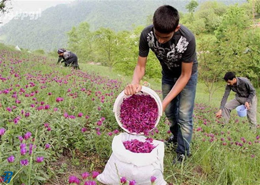 کشت گیاهان دارویی در 370 هزار هکتار از مراتع آذربایجان‌غربی