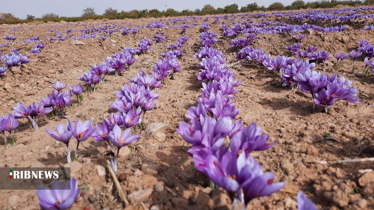 برداشت زعفران در سپیدان