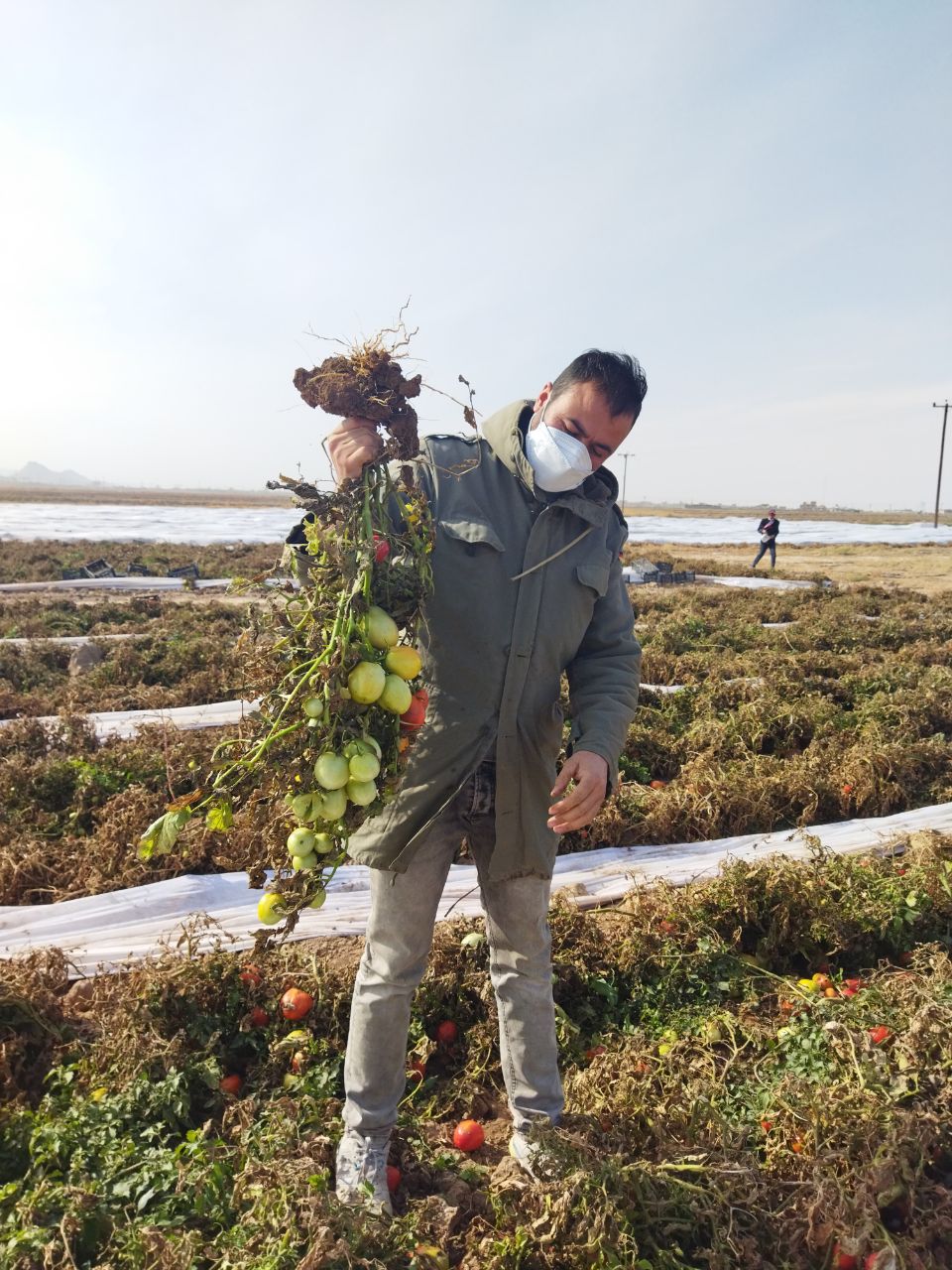 طرح ابتکاری دو برادر کشاورز جغتایی؛ الگویی برای کشت گوجه فرنگی