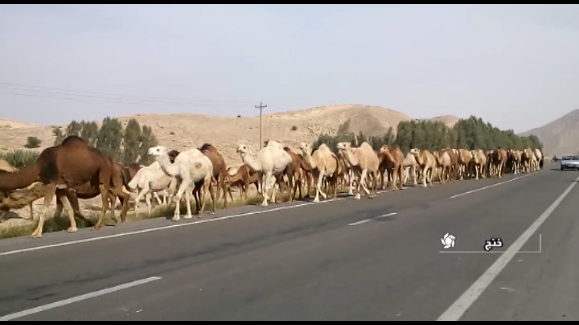 کوچ پاییزه پرورش دهندگان شتر به مناطق قشلاقی شهرستان خنج