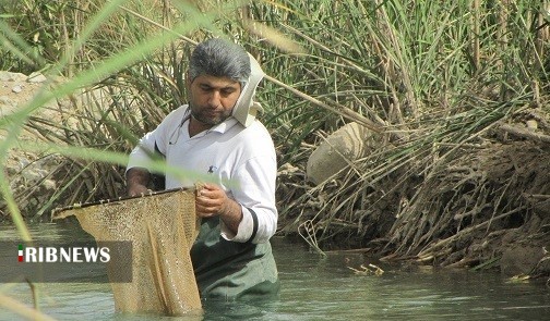 ثبت جهانی گونه جدید ماهی به شهریار فوتبال ایران