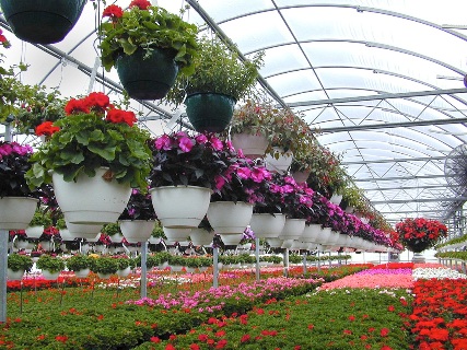 صادرات ۴۲۸ هزار گلدان گل و گیاه زینتی از شهرستان نوشهر