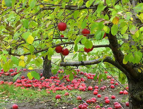 مناطق کوهستانی کرمانشاه خاستگاه انواع سیب درختی