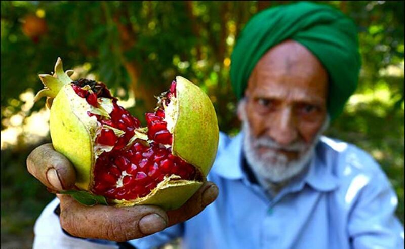 همه دشمنان میوه بهشتی یزد