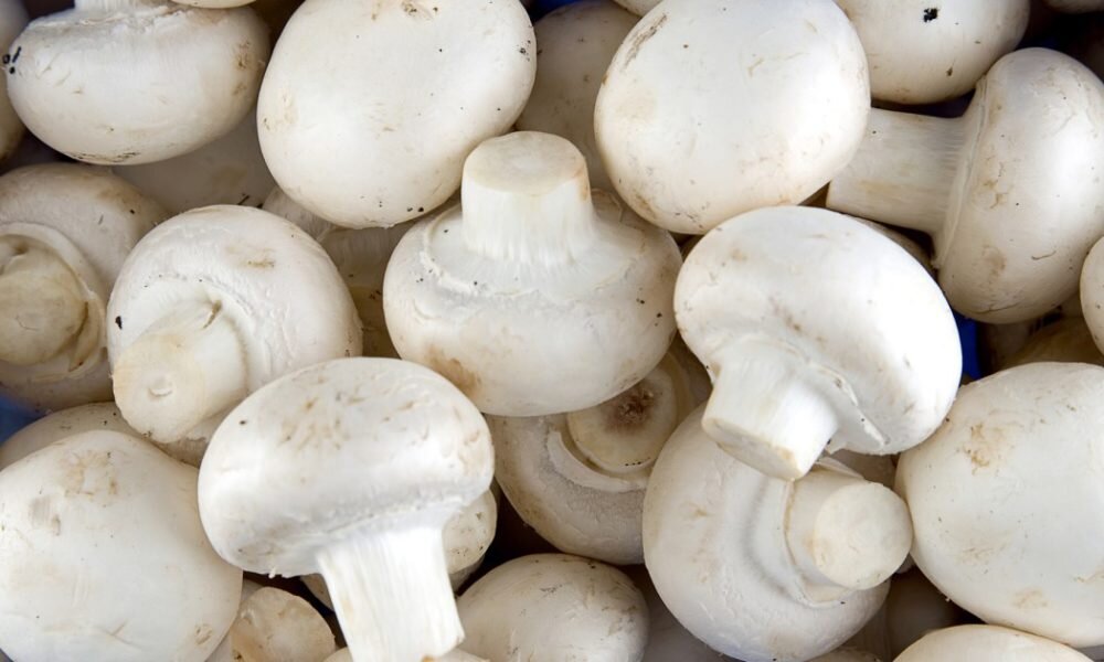 خاصیت‌های شگفت انگیز قارچ برای سلامتی