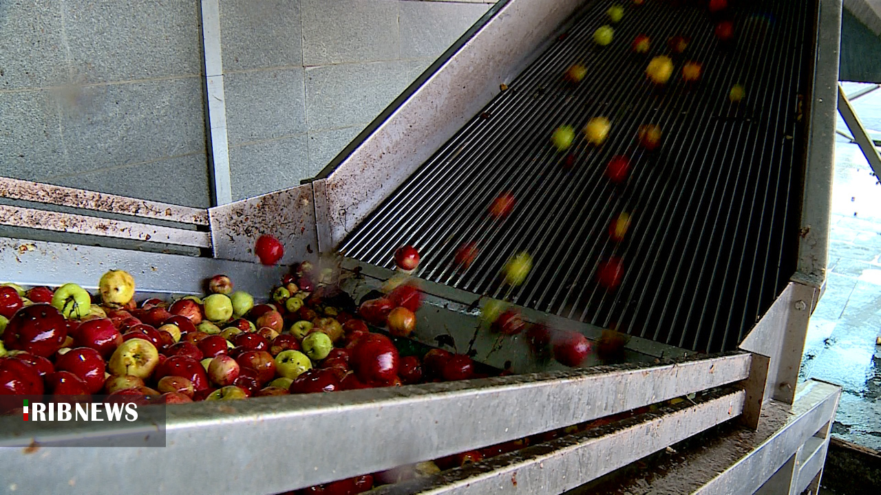 سیب درختی در انتظار کارخانه ها و صنایع تبدیلی