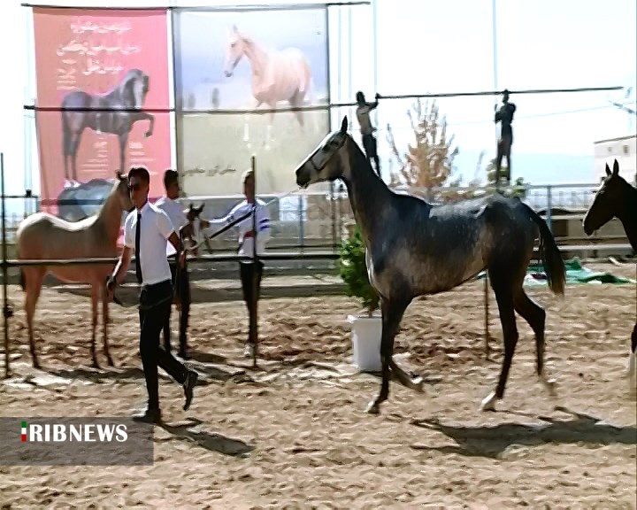 خودنمایی اسب‌های اصیل