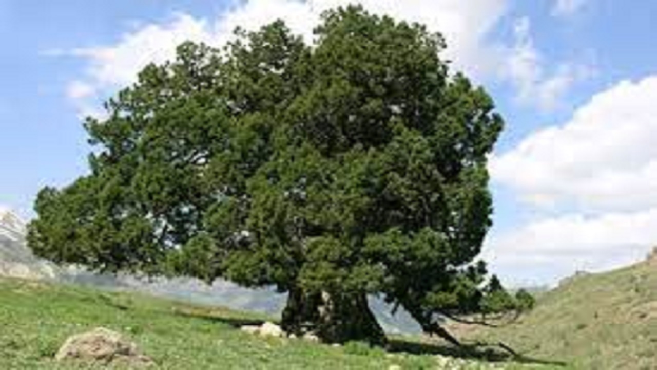 درخت ۲ هزار و ۸۰۰ ساله البرزی زیر چتر حمایت
