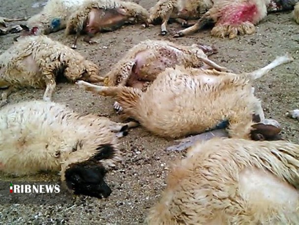 حمله حیوان وحشی به گوسفندان در بشاگرد