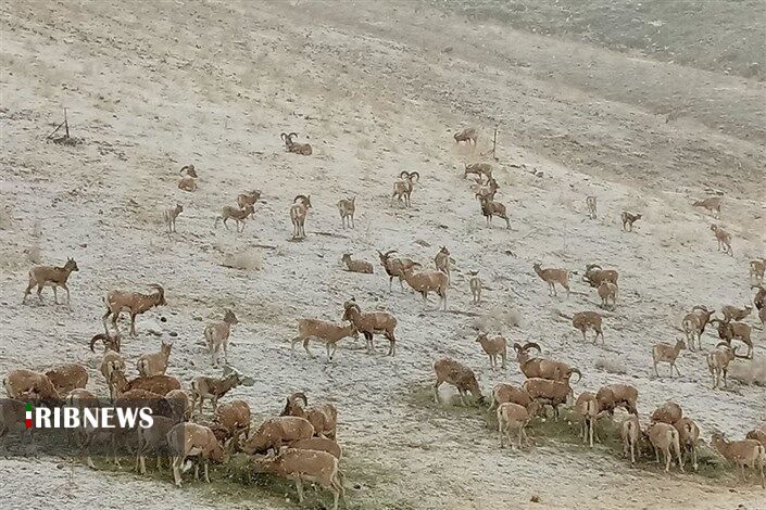 برخورد با خرید و فروش حیوانات مناطق حفاظت شده