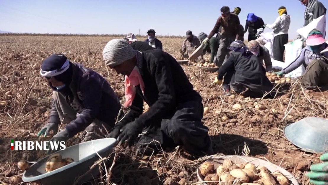 فصل برداشت سیب زمینی از مزارع کردستان