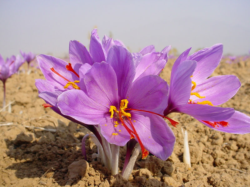 پیش بینی کاهش ۵۰ درصدی برداشت زعفران در گناباد